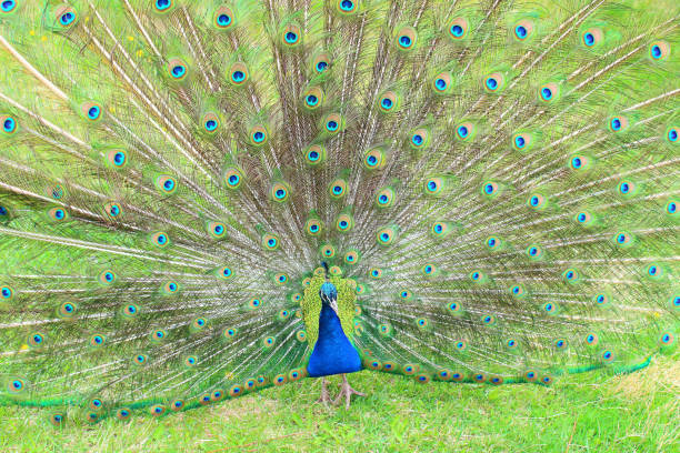 istock A beautiful peacock with an opening tail. Close-up. Background. 1377413023