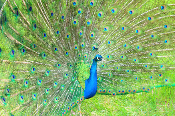 istock A beautiful peacock with an opening tail. Close-up. Background. 1377413027