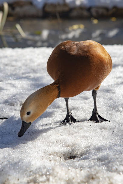 istock Duck ogar on white snow on a winter day. 1377415200