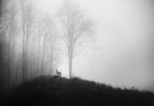 Black and white photo of landscape with deer in the forest.