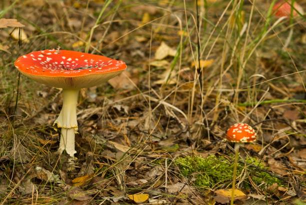 istock red fungus in a autumn forest 1377427442