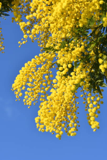 Flowering mimosa tree against blue sky. Mimosa blooms background. The flowery branch of mimosa is offered to women on March 8th for the International Women's Day. stock photo
