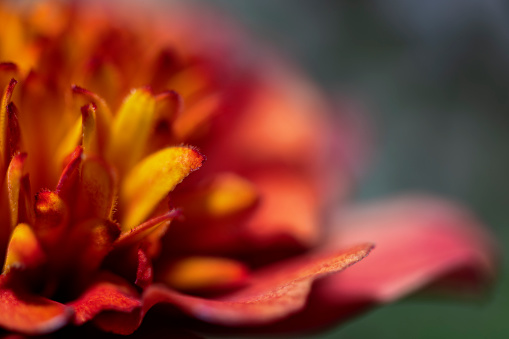 Strawberry Blonde Marigold flower close-up