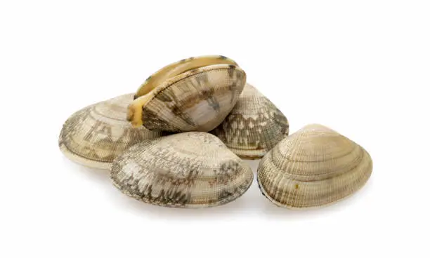 Photo of Fresh clams on white background.