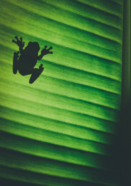 A frog in a pond is standing on water lily leaves.