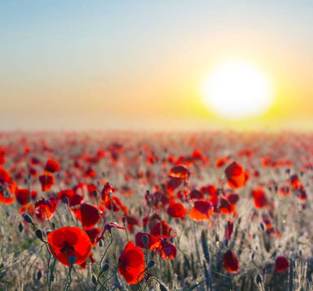 istock red poppies at the early morning 1377463466