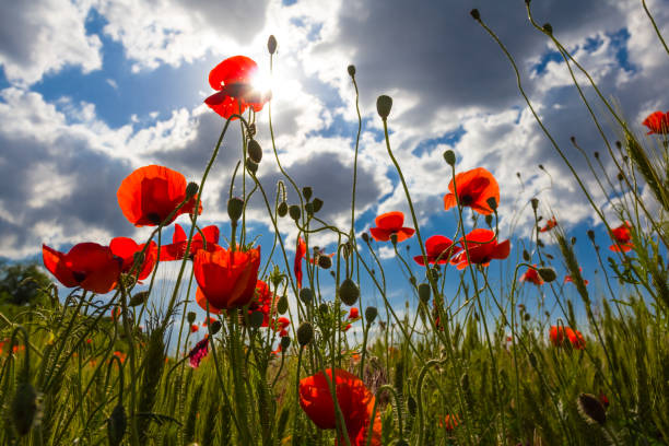 istock closeup red poppy field 1377464017