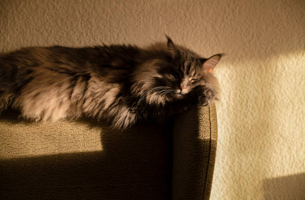 Sick British longhair cat is sleeping on a chair to recover in the sun