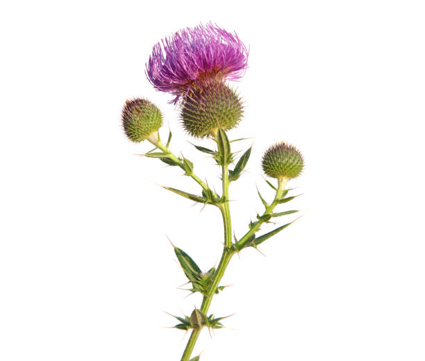 istock Blooming thistle plant isolated on white, Cirsium lanceolatum 1377474167