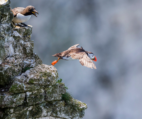Puffin taking off from a cliff edge watched by a curious razorbill.