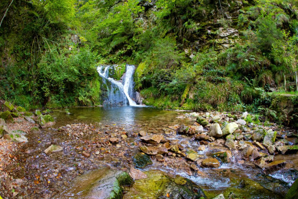 deutschland. reisen sie in das fabelhafte land - black forest audio stock-fotos und bilder