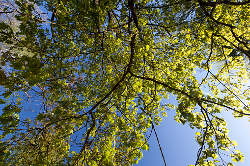 young green foliage on different types of trees in the spring season, sunny weather in the park in spring with maple, ash, poplar, and other types of trees