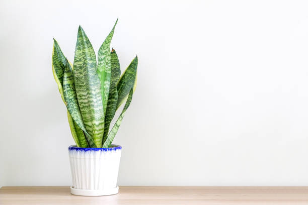 istock Beautiful snake plant (Dracaena trifasciata, Sansevieria trifasciata) in a white pot displayed on a wooden surface 1377492717