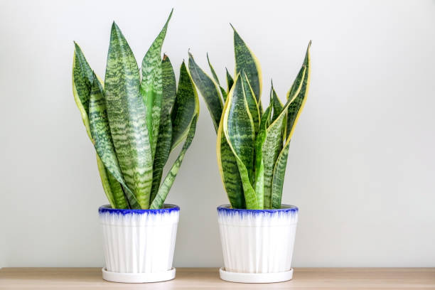 istock Two Sansevieria trifasciata snake plants decorating a wooden surface against wall 1377492737