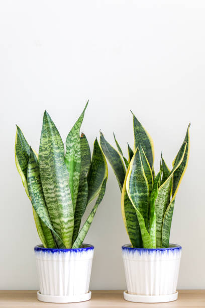 istock Two snake plants (Sansevieria trifasciata) in a white pot on wooden surface 1377493263
