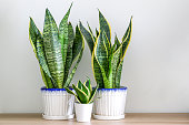 Two Sansevieria trifasciata snake plants and a small one on a wooden table at home
