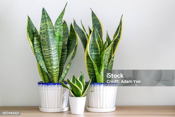 Two Sansevieria Trifasciata Snake Plants And A Small One On A Wooden Table At Home Stock Photo - Download Image Now