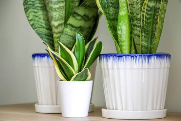 istock A tiny small snake plant (Sansevieria trifasciata) in front of two larger ones on a wooden surface 1377493894