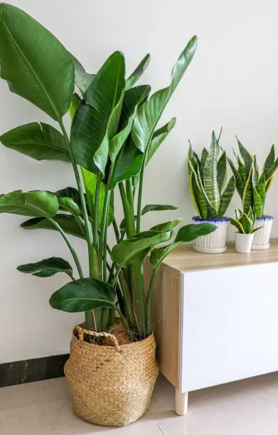Beautiful Strelitzia nicolai (Giant White Bird of Paradise) Plant decorating home interior, besides wooden cabinet with snake plants on top