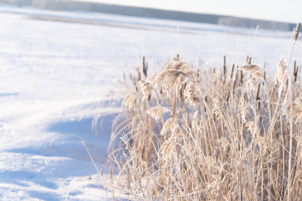istock Frost on a shrub on a frosty morning 1377505154