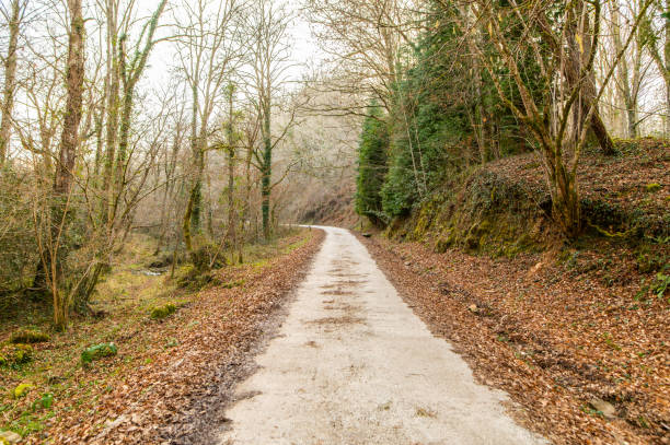 istock Narrow road in a forest 1377506209
