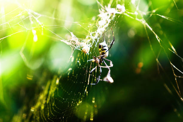 złoty pająk kulowy na swojej sieci na zewnątrz wśród roślin w słońcu - orb web spider zdjęcia i obrazy z banku zdjęć