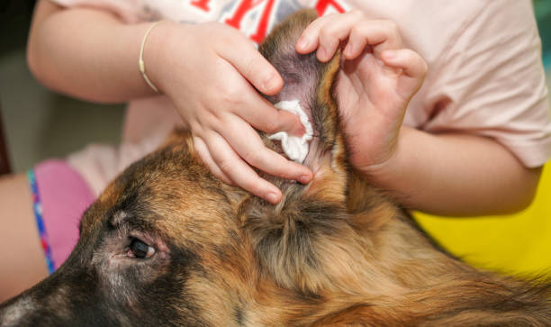 coche oreja de perro por medicina de limpieza - doctor dog portrait animal hospital fotografías e imágenes de stock