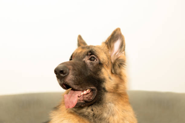 istock german shepherd portrait headshot indoor 1377518669