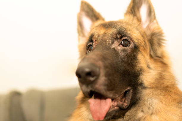 istock german shepherd portrait headshot indoor 1377519203
