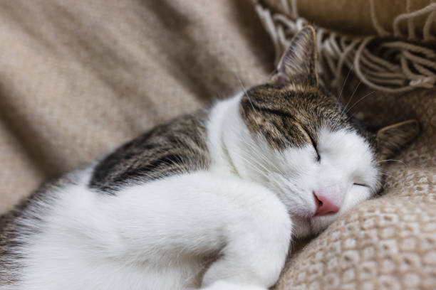 istock Cute domestic young cat sleeping in cozy bed 1377544603
