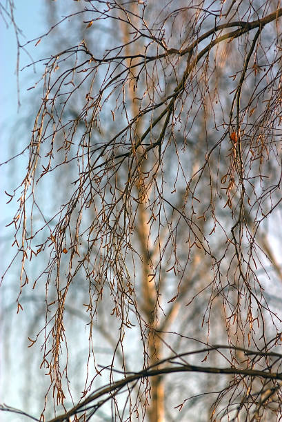 istock the birch outside the house window 1377558121
