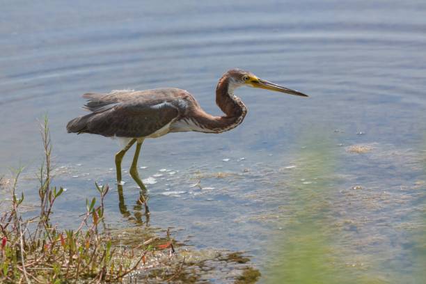 istock hunting heron in water 1377563937