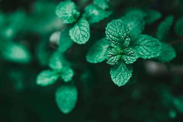 Closeup dark green mint on shadow background with sunlight using as food and healthy concept