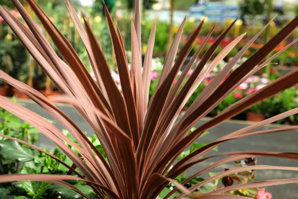 Cordyline Australis plant in the garden Colorful Cordyline Australis plant in the garden ti plant stock pictures, royalty-free photos & images