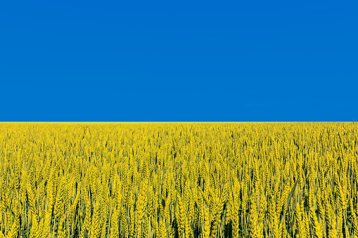 Ukrainian flag with wheat field Toned background of the flag of Ukraine. Concept Ukraine breadbasket of the world
