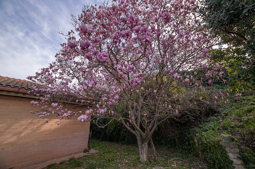 A beautiful deciduous Magnolia tree starting to bloom in March