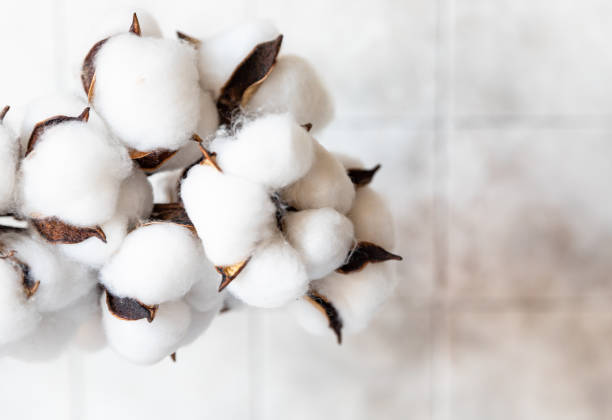 istock White fluffy cotton flowers on light concrete background. Delicate light background. Natural organic fiber. Fabric raw material. Flat lay. Copy space for text. 1377599001
