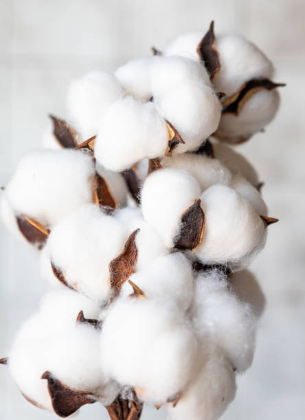 istock White fluffy cotton flowers on light concrete background. Delicate light background. Natural organic fiber. Fabric raw material. Flat lay. 1377599513