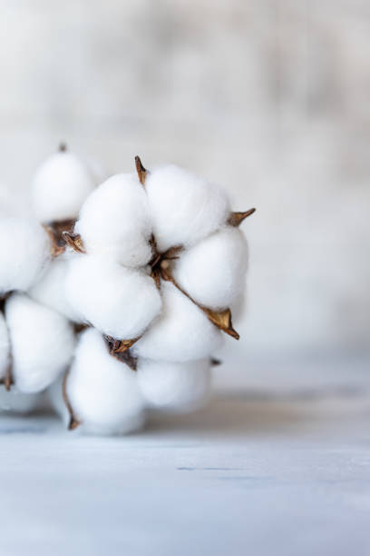 istock White fluffy cotton flowers on light concrete background. Delicate light background. Natural organic fiber. Fabric raw material. Flat lay. 1377607168