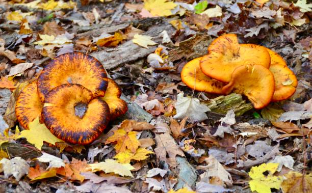 istock Glow in the dark mushrooms 1377608624
