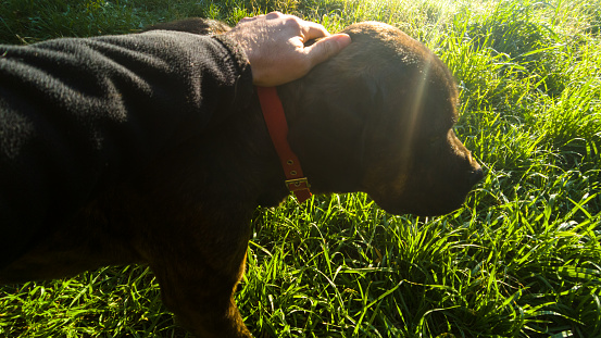 Morning sunlight hits the dog in the garden.Human hand caressing head on dog paws.