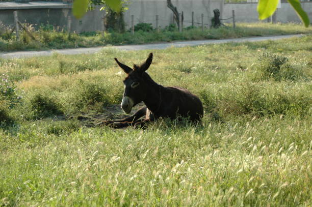 istock Village Donkey Sitting in the Grass 1377616848