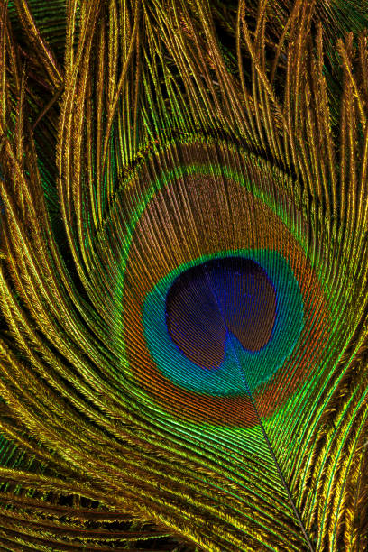 istock macro peacock feathers,Peacock feathers close-up 1377619318