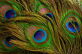 macro peacock feathers,Peacock feathers close-up