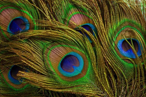 Photo of macro peacock feathers,Peacock feathers close-up