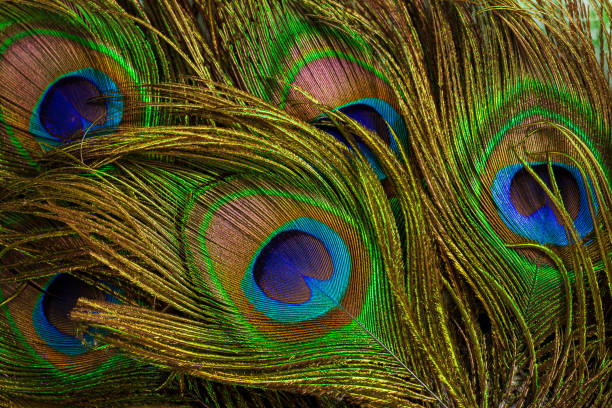 makro pawie pióra,pawie pióra z bliska - feather softness bird macro zdjęcia i obrazy z banku zdjęć