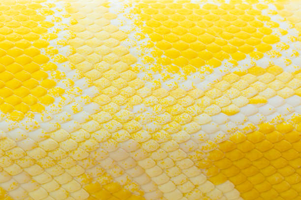 istock Golden python scale texture,close up view of golden python (Python bivittatus) skin texture,Scales of a golden python ,Texture. The skin of a live yellow snake with white stripes. Gold reticulated python 1377621028