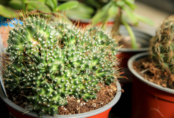 kaktus mammillaria painteri w ogrodzie - mammillaria cactus zdjęcia i obrazy z banku zdjęć