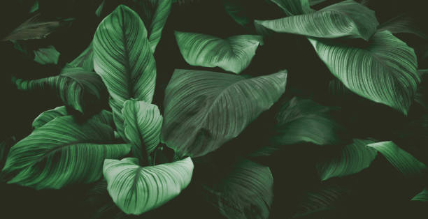 istock tropical leaves, abstract green leaves texture, nature background 1377626655