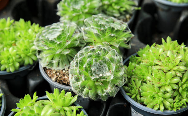 istock Sempervivum Arachnoideum plants in the garden 1377628424